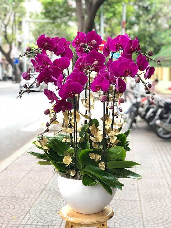 chậu lan hồ điệp tím mặn mà chậu lan hồ điệp tím mặn mà